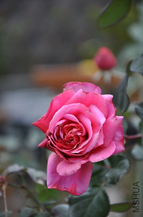 2010.12.23 001.jpg