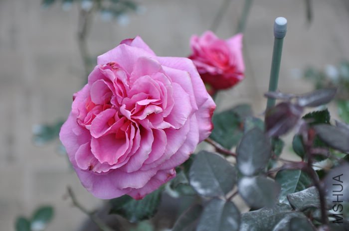 2010.12.23 020.jpg