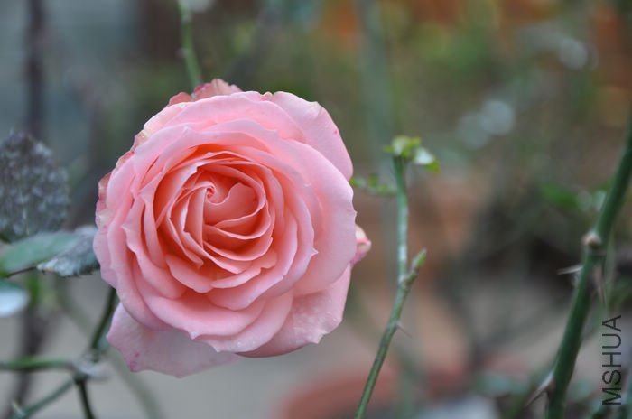 2010.12.23 018.jpg