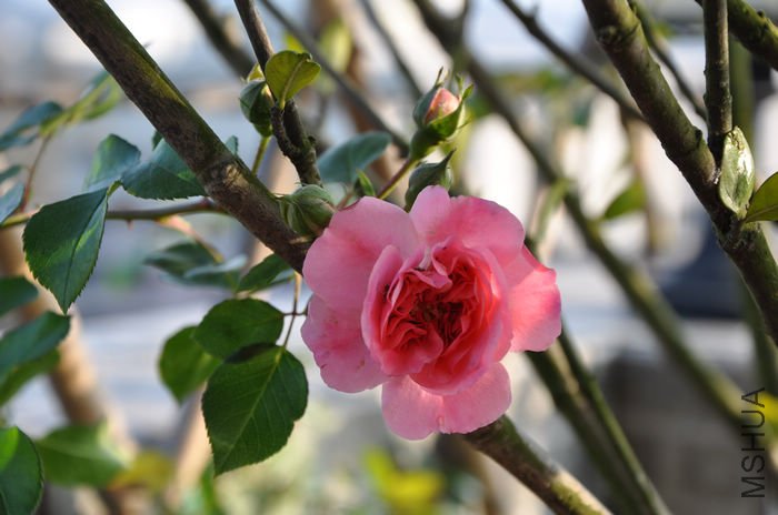 2010.12.23 015.jpg