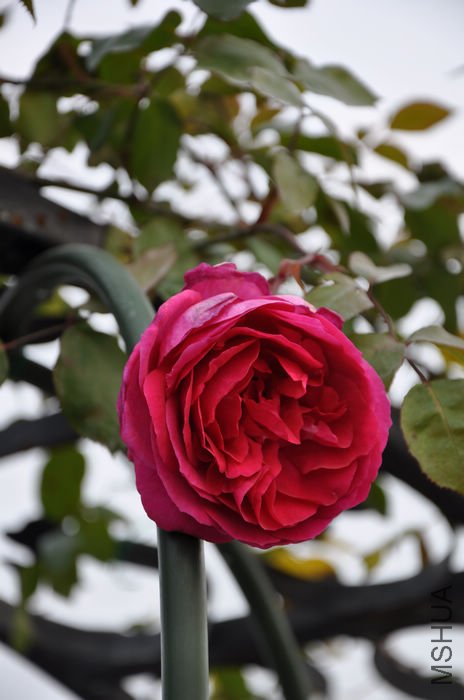 2010.12.23 026.jpg