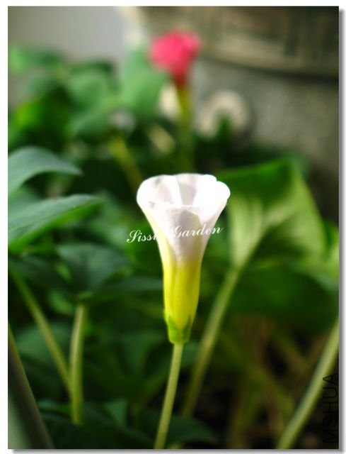 nEO_IMG_101127 006.jpg