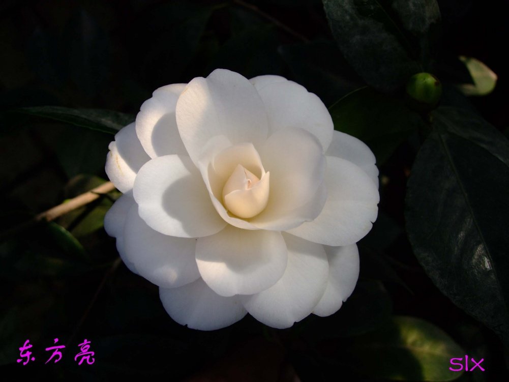 ��Ƭ10-12-23f 00611.jpg