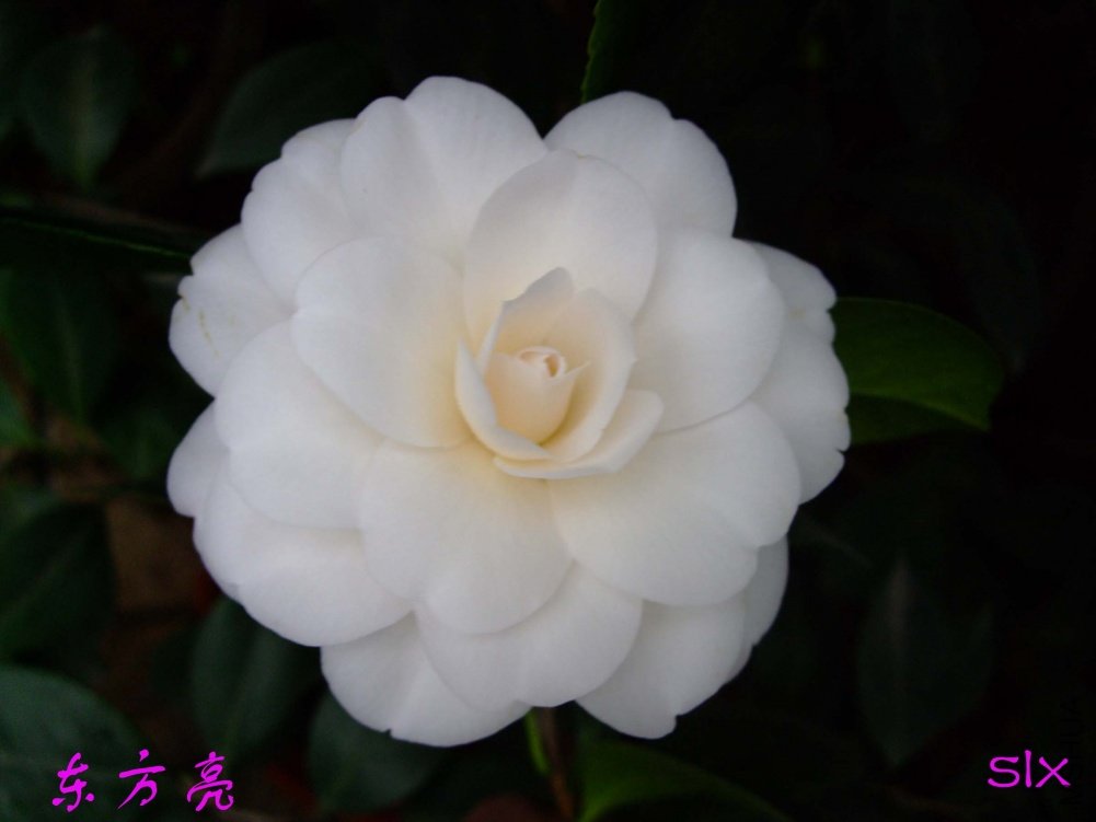 ��Ƭ10-12-24f 00711.jpg