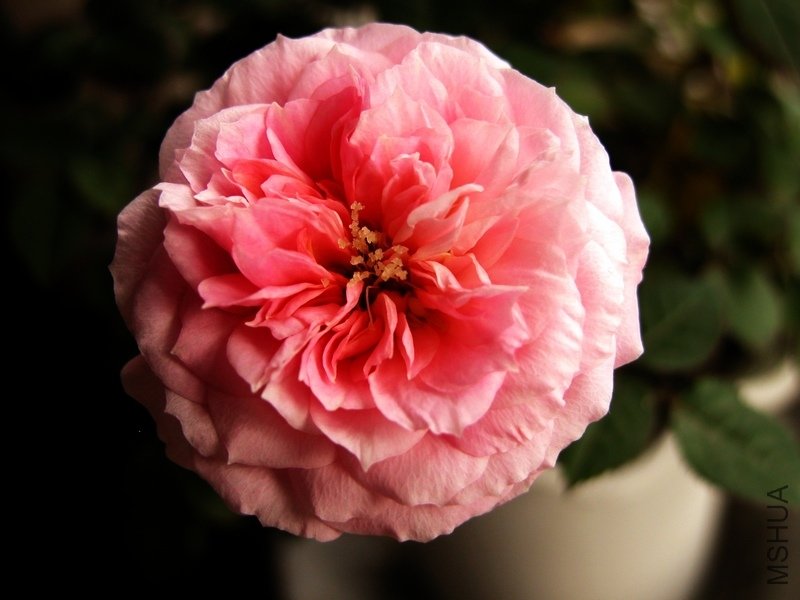 DSCN197211-1.jpg