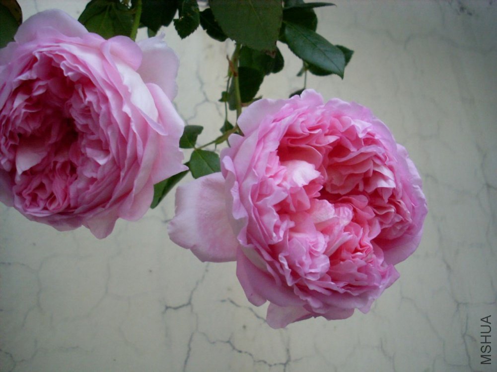 SL380674.JPG