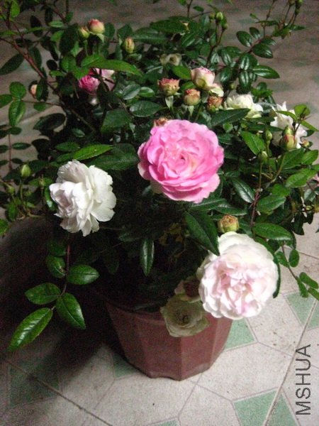 IMG_3846.jpg