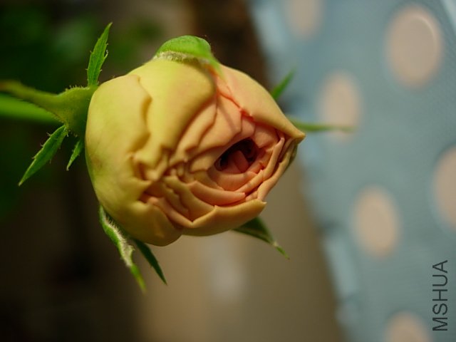 �¼� 011.jpg