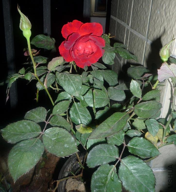 P1040745.JPG