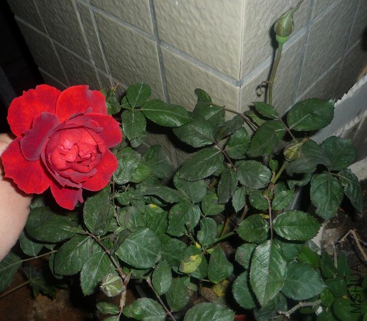 P1040744.JPG