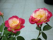 ������С DSCF1727.JPG