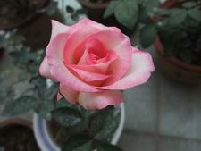 ������С DSCF2869.JPG