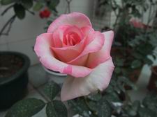 ������С DSCF2866.JPG