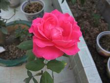 ������С DSCF2881.JPG