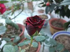 ������С DSCF2922.JPG