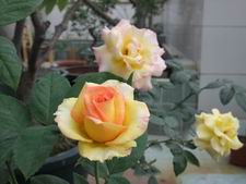 ������С DSCF2887.JPG