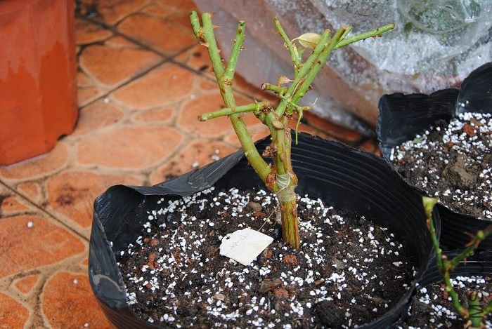 2010122614.jpg