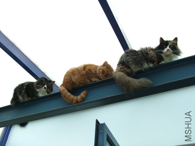 DSCF0230.JPG