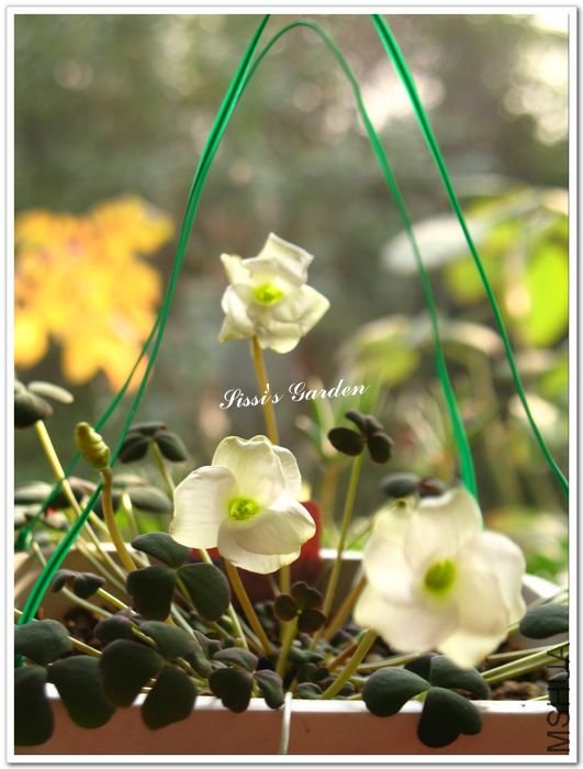 nEO_IMG_101223 018.jpg