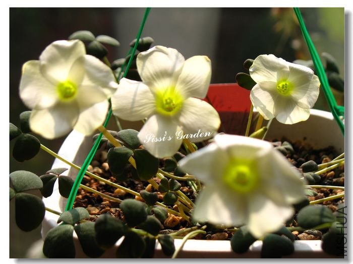 nEO_IMG_101227 005.jpg