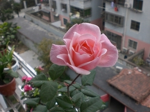 CIMG6540.JPG