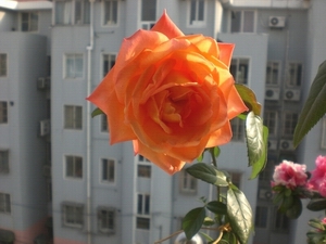 CIMG6374.JPG