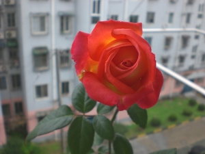 CIMG6247.JPG