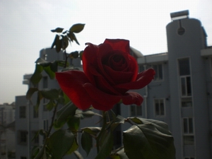 CIMG6392.JPG