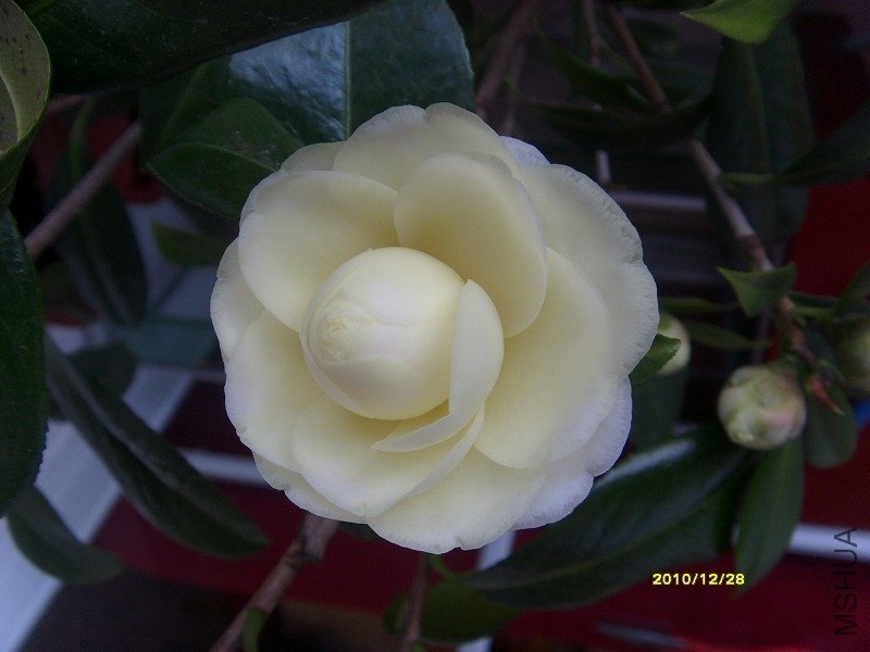 S73R1373-1.jpg