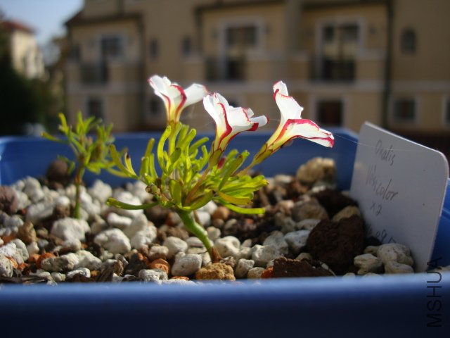 DSC05167.JPG