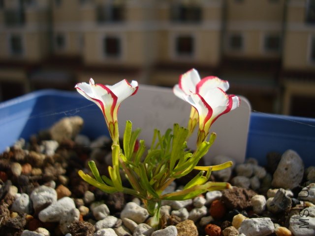DSC05166.JPG