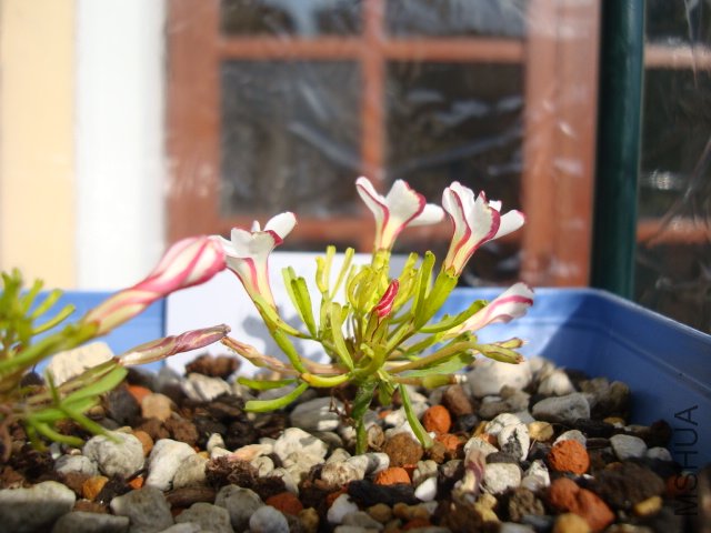 DSC05701.JPG