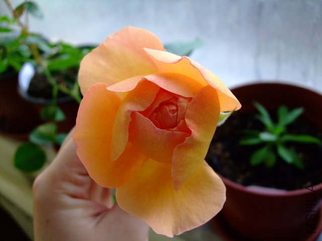 DSCF0260.JPG