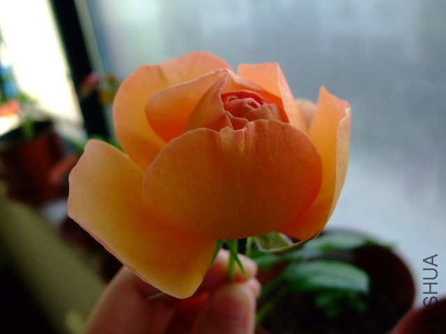 DSCF0261.JPG