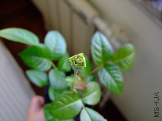 DSCF0263.JPG