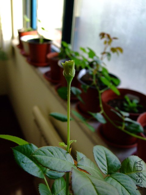 DSCF0262.JPG