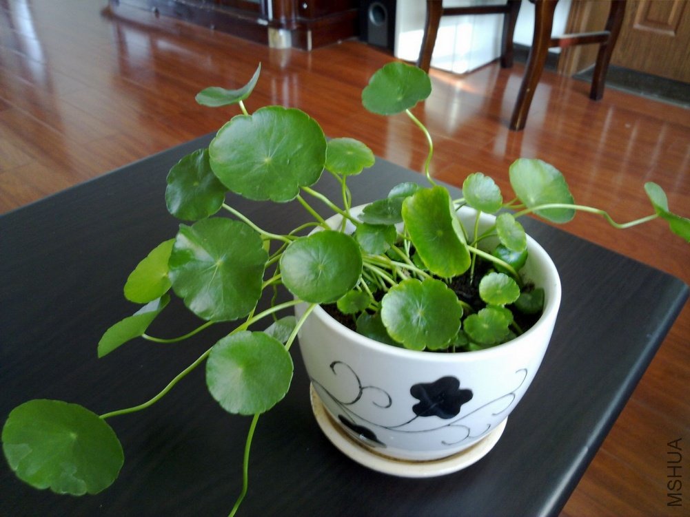 20101228485.jpg