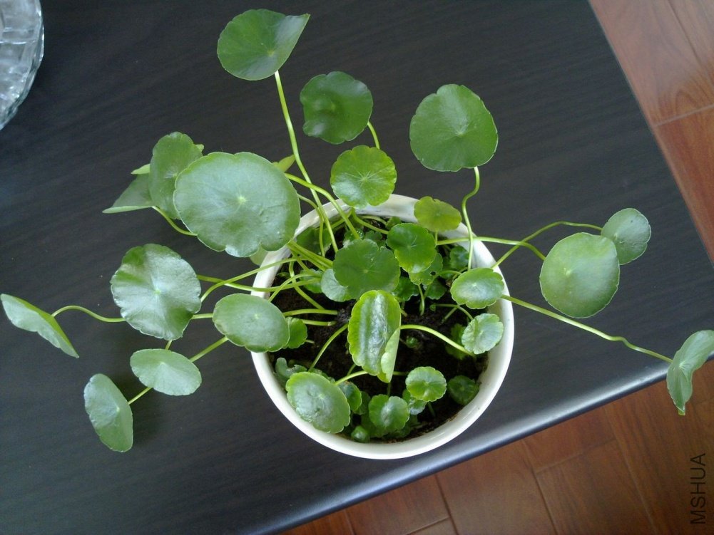20101228486.jpg