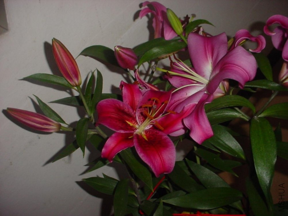 DSC01061.JPG