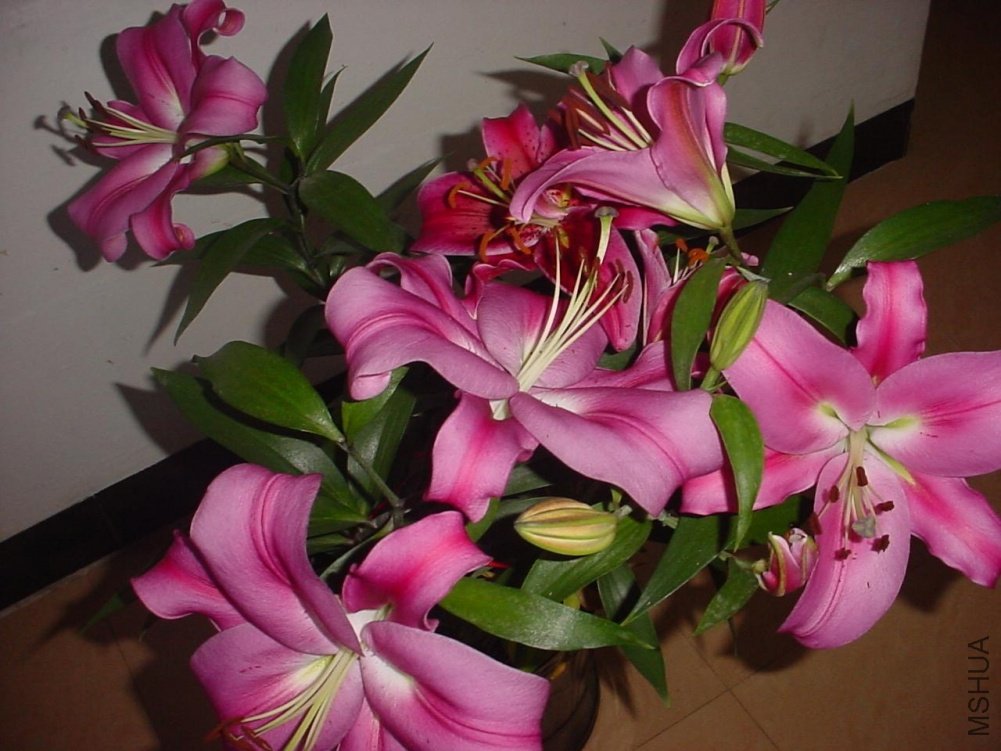 DSC01065.JPG