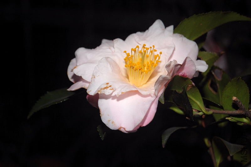 DSC_00320032.JPG