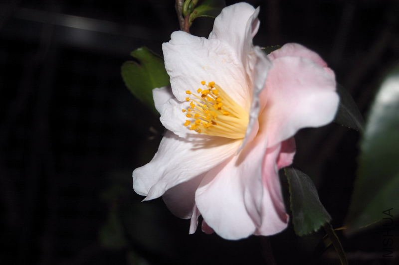 DSC_00340034.JPG
