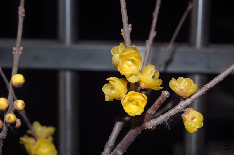 DSC_00360036.JPG