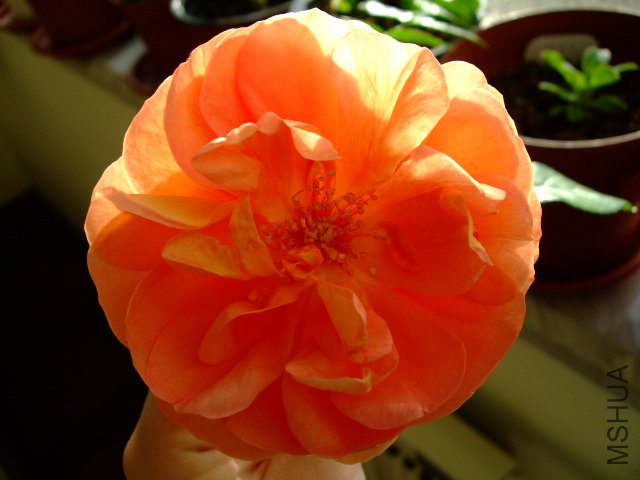 DSCF0265.JPG