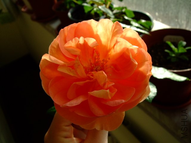 DSCF0264.JPG