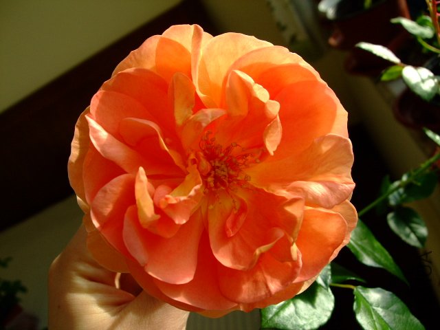 DSCF0266.JPG