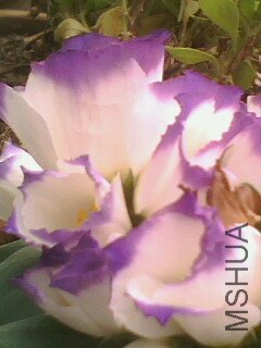 IMG0567A.jpg