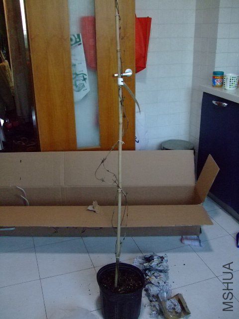 DSCF0274.JPG