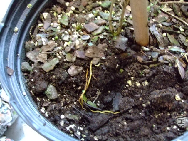 DSCF0273.JPG