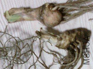 ��Ƭ-0052.jpg